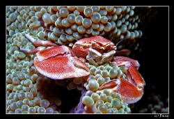 I just love these simbiotic porcelain crabs (neopetrolish... by Daniel Strub 